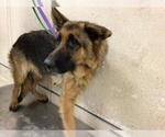Small German Shepherd Dog