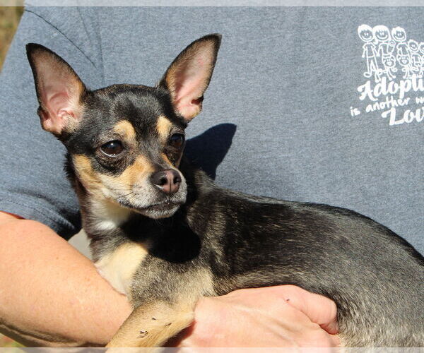 Medium Photo #2 Chihuahua-Unknown Mix Puppy For Sale in Prattville, AL, USA