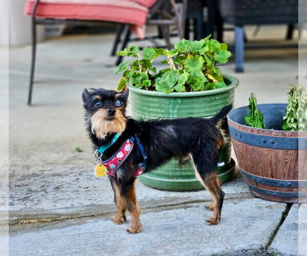 Medium Photo #4 Affenpinscher-Unknown Mix Puppy For Sale in Pittsburg, CA, USA