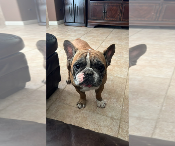 Medium Photo #1 French Bulldog Puppy For Sale in INDIO, CA, USA