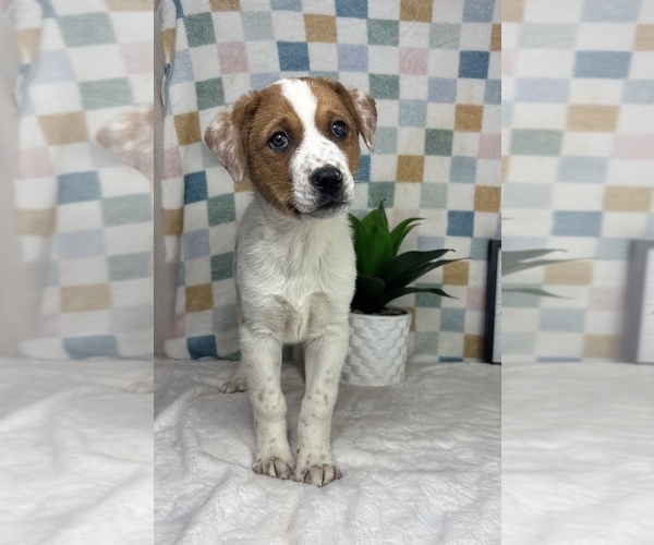 Medium Photo #2 Australian Cattle Dog Puppy For Sale in FRANKLIN, IN, USA