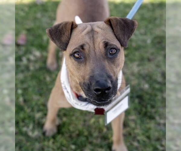 Medium Photo #4 Mutt Puppy For Sale in San Diego, CA, USA