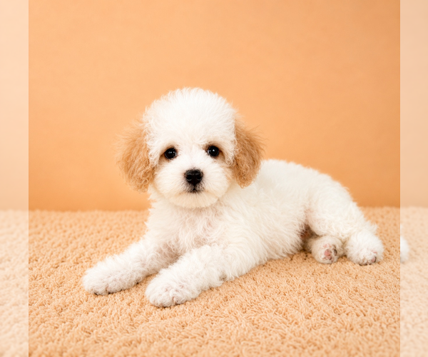 Medium Photo #5 Cavapoo (Miniature) Puppy For Sale in GREENFIELD, IN, USA