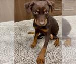 Small #1 Labrador Retriever Mix
