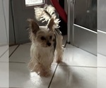 Small Photo #1 Yorkshire Terrier Puppy For Sale in BRIDGETON, NJ, USA