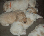 Small Photo #14 Goldendoodle Puppy For Sale in COLCHESTER, CT, USA