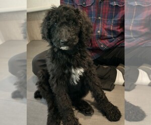 Poodle (Standard) Puppy for sale in DEFUNIAK SPGS, FL, USA