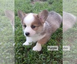 Puppy Simon Purple C Pembroke Welsh Corgi