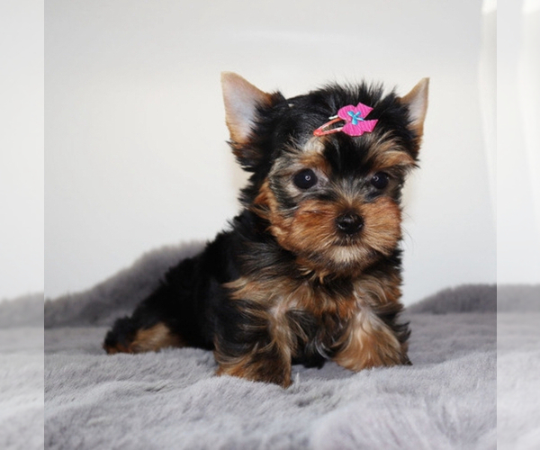 Medium Photo #1 Yorkshire Terrier Puppy For Sale in CHARLOTTE, NC, USA