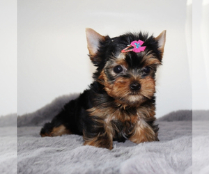 Yorkshire Terrier Puppy for sale in CHARLOTTE, NC, USA
