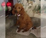 Small Photo #1 Poodle (Standard) Puppy For Sale in CLATSKANIE, OR, USA