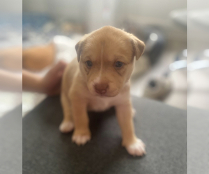 American Pit Bull Terrier-Siberian Husky Mix Puppy for sale in DAYTON, OH, USA
