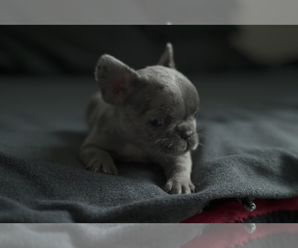 Medium Photo #10 French Bulldog Puppy For Sale in SAN DIEGO, CA, USA