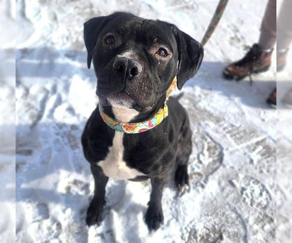 Medium Photo #1 Mutt Puppy For Sale in Minneapolis, MN, USA