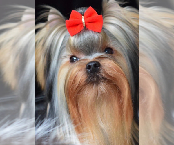 Medium Photo #1 Yorkshire Terrier Puppy For Sale in ROANOKE, VA, USA