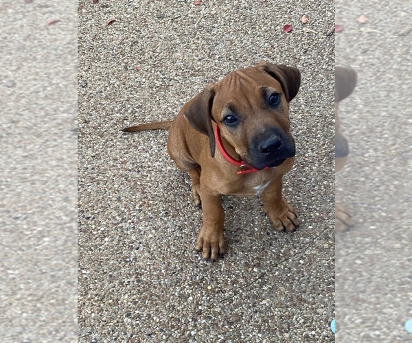 Medium Photo #1 Rhodesian Ridgeback Puppy For Sale in KELLER, TX, USA