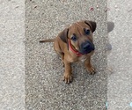 Puppy Ash RED Rhodesian Ridgeback