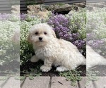 Small #3 Havanese