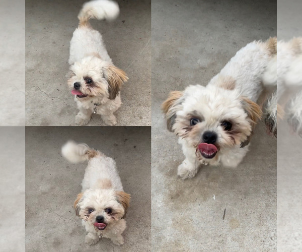 Medium Photo #1 Shih Tzu Puppy For Sale in EXETER, CA, USA