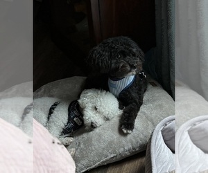 Pom-A-Poo Puppy for Sale in OWINGS, Maryland USA