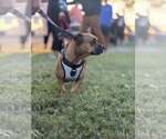 Small #2 Staffordshire Bull Terrier Mix