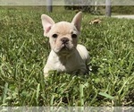 Puppy Sammie French Bulldog