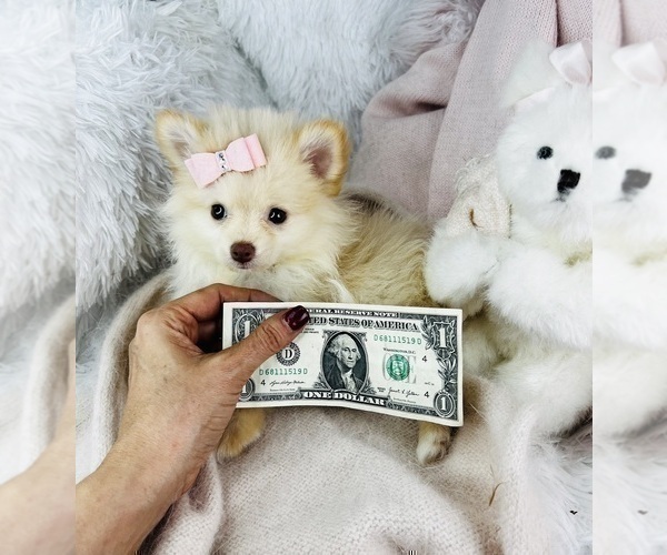 Medium Photo #2 Pomeranian Puppy For Sale in DELRAY BEACH, FL, USA