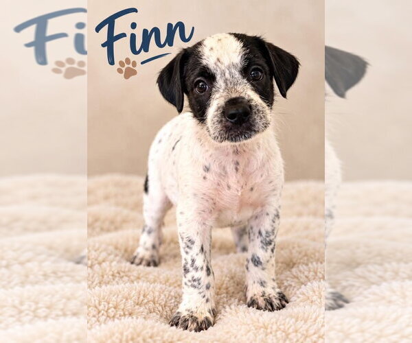 Medium Photo #1 Mutt Puppy For Sale in Grafton, WI, USA