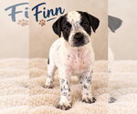 Finn - Male Mutt Dog for Adoption - Small photo