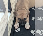 Puppy Dutch American Bandogge