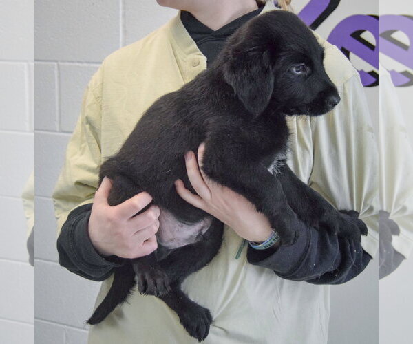 Medium Photo #3 Golden Retriever-Unknown Mix Puppy For Sale in Huntley, IL, USA