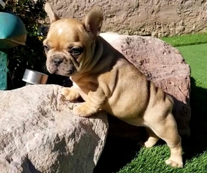 French Bulldog Puppy for sale in LAS VEGAS, NV, USA