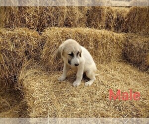 Anatolian Shepherd-Great Pyrenees Mix Puppy for sale in YACOLT, WA, USA