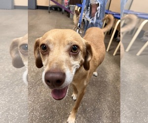 Odie - Male Mutt Dog for Adoption - Photo #2