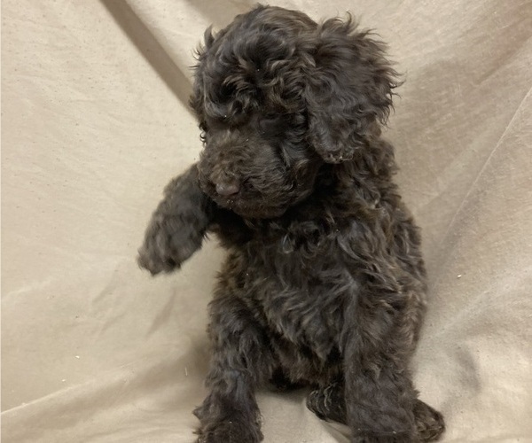 Medium Photo #2 Poodle (Standard) Puppy For Sale in CHETEK, WI, USA