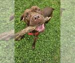 Small #3 American Pit Bull Terrier