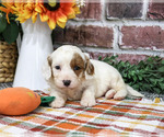 Astro - Male Cavapoo (Miniature) Puppy for Sale - Photo #2