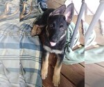 Small Photo #2 German Shepherd Dog Puppy For Sale in RICHMOND, KY, USA