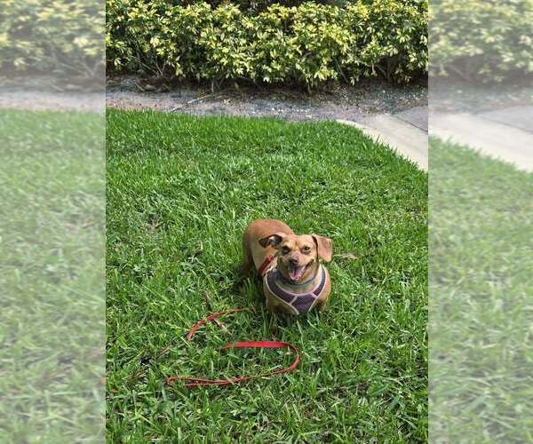 Medium Photo #6 Chiweenie Puppy For Sale in Plantation, FL, USA