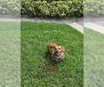 Small #5 Chiweenie