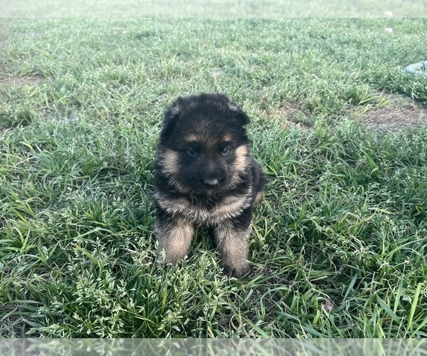 Medium Photo #9 German Shepherd Dog Puppy For Sale in WALTERBORO, SC, USA