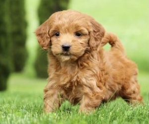 Goldendoodle-Poodle (Miniature) Mix Puppy for sale in SAN FRANCISCO, CA, USA
