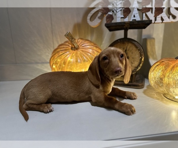 Medium Photo #7 Dachshund Puppy For Sale in EASTVALE, CA, USA