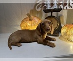 Small #6 Dachshund