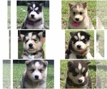 Small Photo #1 Siberian Husky Puppy For Sale in JACKSONVILLE, FL, USA