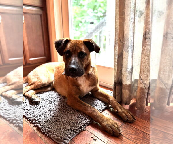 Medium Photo #4 Black Mouth Cur-Unknown Mix Puppy For Sale in Conway, AR, USA