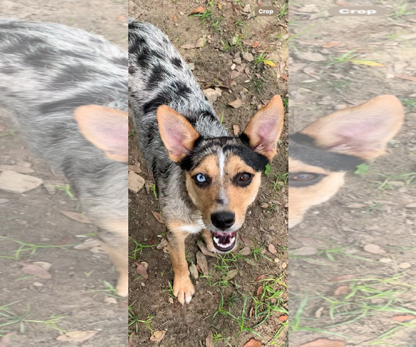 Medium Photo #1 Australian Shepherd-Unknown Mix Puppy For Sale in The Woodlands, TX, USA