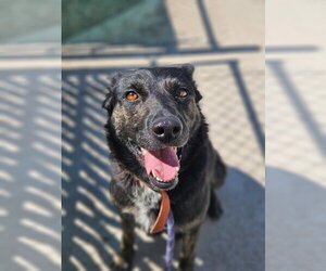 German Shepherd Dog-Unknown Mix Dogs for adoption in Monte Vista, CO, USA