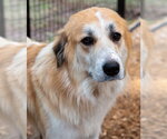 Small #5 Great Pyrenees