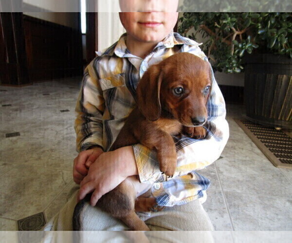 Medium Photo #2 Dachshund Puppy For Sale in OWEN, WI, USA